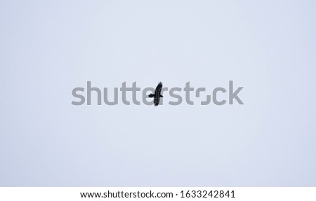 Similar – Image, Stock Photo Raabe in flight raven Bird
