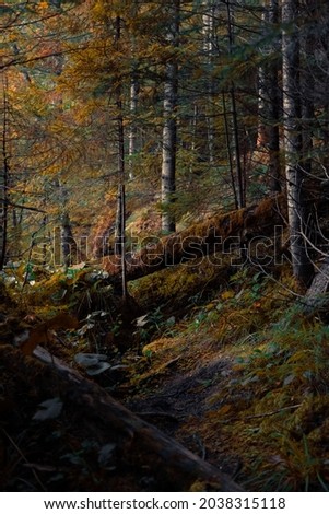 moody autumn forest landscape deep wilderness environment with falling of trees and brown moss in October season time vertical photo
