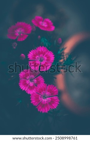 Similar – Image, Stock Photo A little flower. Nature