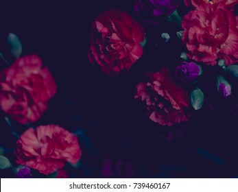 Moody chiaroscuro floral arrangement, red and purple carnations, dark background