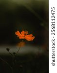 Moody close-up of an orange sulphur cosmos flower, captured in dramatic lighting with rich, vibrant petals and a dark, atmospheric background