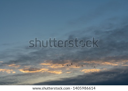 moody clouds at sunset. clouds with birds. birds flying in the sky.   moody clouds with blue sky.