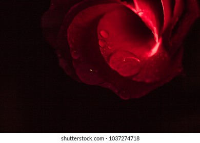 4,833 Moody Rose Images, Stock Photos & Vectors | Shutterstock
