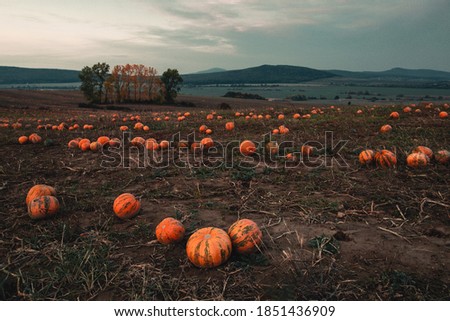 Moody and creepy pumpkin patch in the evening with cloudy dark sky and hills on background. Illuminated (natural light) spooky halloween pumpkin field with forest on background - perfect composition.