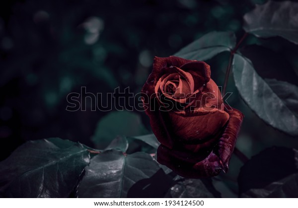 Red aesthetic dark rose Rose