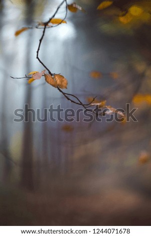 Similar – Herbstwald Natur