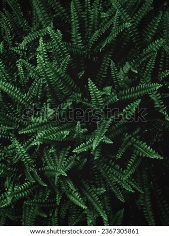moody deep green leafs in black