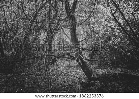 Moody dense forest thicket in black and white. Scary gloomy forest scenery