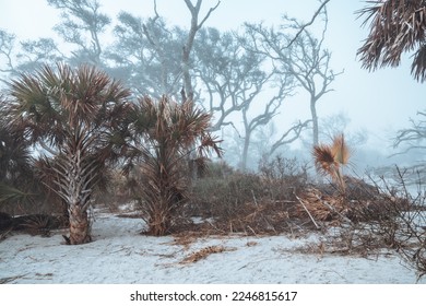 Moody, dreamy landscape of Driftwood Beach - Jekyll Island Georgia USA, during a foggy day