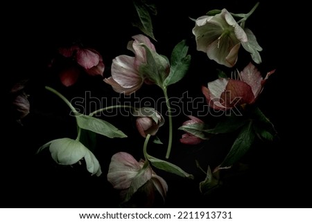 Moody flora background. helleborus flowers on a black background. Blur and selective focus. Low key photo. Extreme Flower Close-up. 