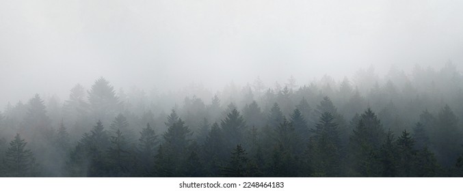  Moody forest landscape with fog and mist . Big Panorama. - Powered by Shutterstock