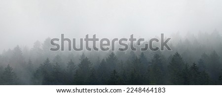 Moody forest landscape with fog and mist . Big Panorama.