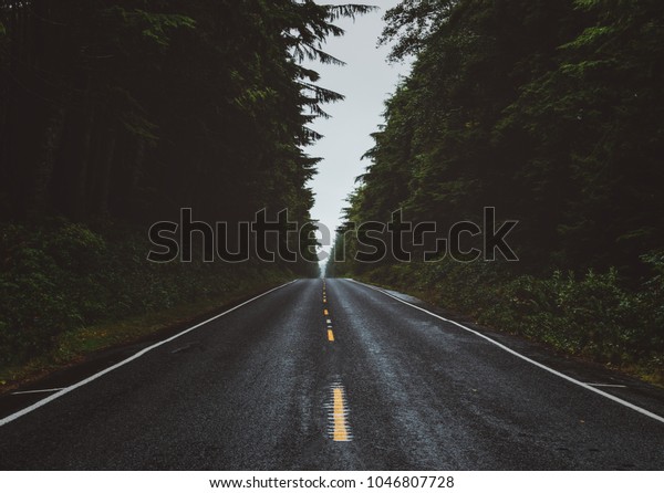 Moody forest\
roads