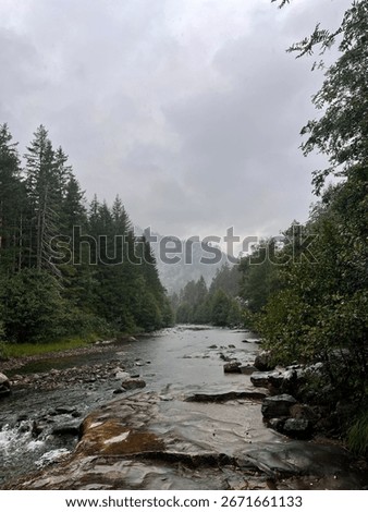 Moody forest scene during rainfall with abundant green pine trees, a small stream with scattered rocks, and misty mountains in the background, capturing a serene natural atmosphere