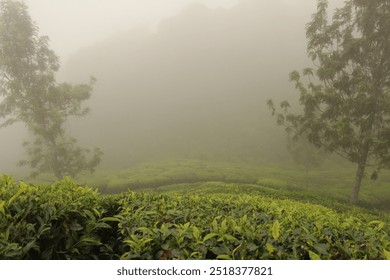 Moody Gloomy Tea Plantation Rolling Hills South Asia Munnar Kerala India - Powered by Shutterstock