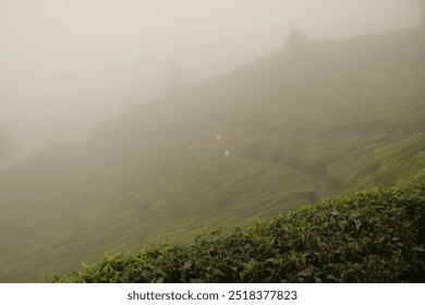 Moody Gloomy Tea Plantation Rolling Hills South Asia Munnar Kerala India - Powered by Shutterstock