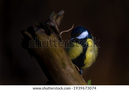 Similar – Vogelkinder: Junge Kohlmeise sitzt in der Hecke