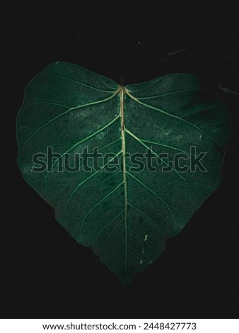 a moody green heart shape leaf. 