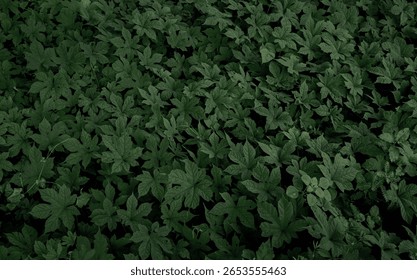 A moody green leaf pattern forms a textured backdrop—serene, shadowy, and nature-inspired, ideal for screen savers or decorative settings. Abstract and background concept.