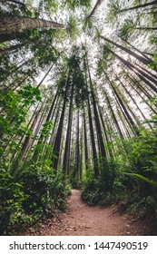 Moody Hiking Path In Pacific Northwest Forest