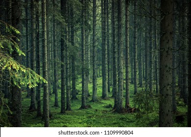 Moody Image Of Magical Forest In Slovenia.