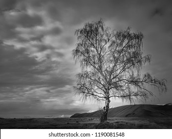 A moody lone tree in a desolate high country reserve in newzealand in black and white 