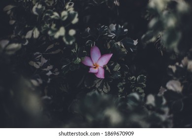 Moody Nature Photography Flowers Plants And Greenery 