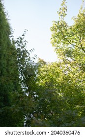 Moody Nostalgic Backyard Tree Close Up