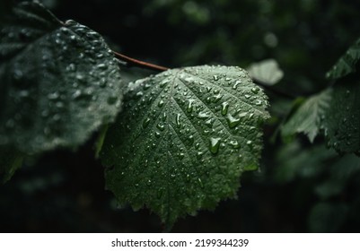 A moody photo of green leafs with water drops after rain in forest on dark background. Green leaf on rainy day in forest illuminated with soft daylight. - Shutterstock ID 2199344239