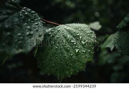 A moody photo of green leafs with water drops after rain in forest on dark background. Green leaf on rainy day in forest illuminated with soft daylight.