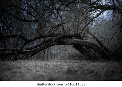 Moody photograph of a massive fallen tree arched across the ground in a dense and dark forest. Twisted branches and subdued lighting create a mystical and somber atmosphere. - Powered by Shutterstock - Get 15% off with code: PIKWIZARD15
