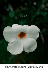 Moody Photography Editing For Flower 