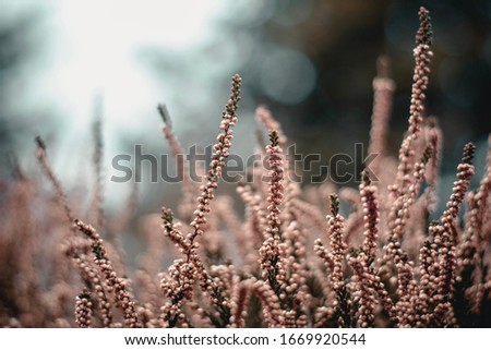 Similar – Image, Stock Photo pink flowers of calluna vulgaris in a field at sunset