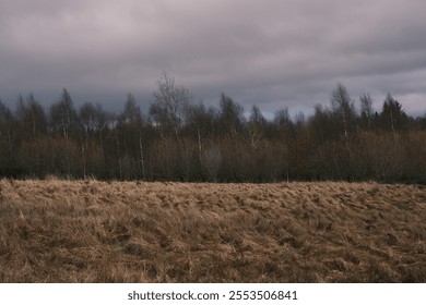 A moody rural landscape featuring a field of dry grass and a line of bare trees under a cloudy sky The muted colors and overcast atmosphere evoke feelings of quiet and desolation - Powered by Shutterstock