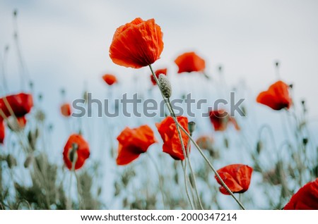 Similar – Image, Stock Photo poppy flower Wind Sky