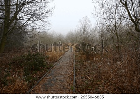 A moody shot of an empty pathway through a forest during autumn