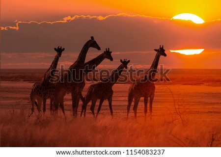 moody sunset in african savanna with a giraffe herd, concept for safari tourism and travel africa