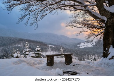 Moody winter landscape with dark bare tree and small wooden bench on covered with fresh fallen snow field in wintry mountains on cold gloomy evening. - Powered by Shutterstock