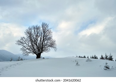 Moody Winter Landscape With Dark Bare Tree On Covered With Fresh Fallen Snow Field In Wintry Mountains On Cold Gloomy Day.