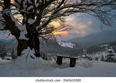 Moody winter landscape with dark bare tree and small wooden bench on covered with fresh fallen snow field in wintry mountains on cold gloomy evening. - Powered by Shutterstock