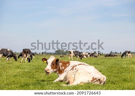 Mooing cow lying comfotable, red and white looking, pink nose, heckling, blue sky, mouth open

