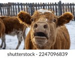 Mooing cow in winter street