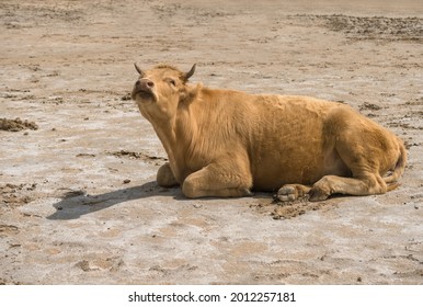 Mooing Red Heifer Lying On The Sand Ground On Hot Sunny Day