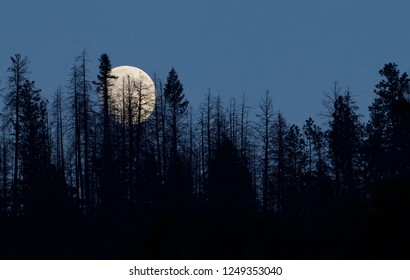 Moon appearing through the trees as it rises above the boreal forest in the Pacific Northwest - NOT photoshopped