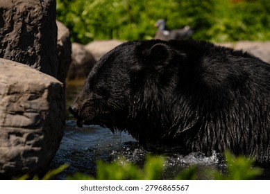 moon bear taking a bath in the midday sun .
