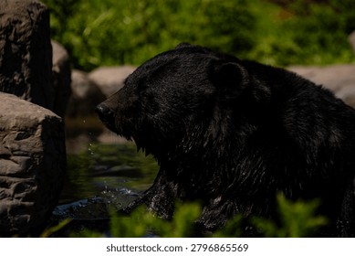 moon bear taking a bath in the midday sun .