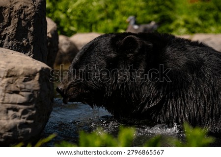 moon bear taking a bath in the midday sun .