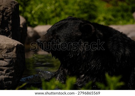 moon bear taking a bath in the midday sun .