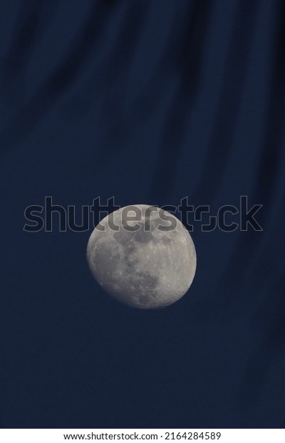 Moon behind of\
palm tree branches in\
Martinique