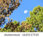 Moon between the trees daytime